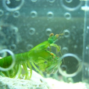 Green Mantis Shrimp