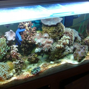 4' Coral tank.