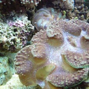 Giant Clam