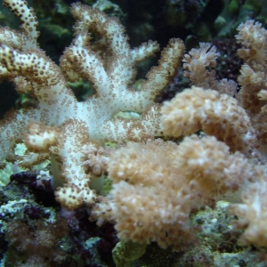 Horn corals