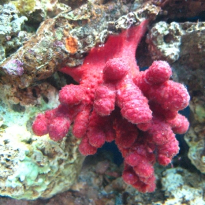 Chili Coral - sleeping *shhh*