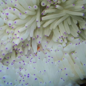 3-anemone-eating-some-shrim