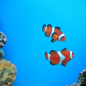 Clowns