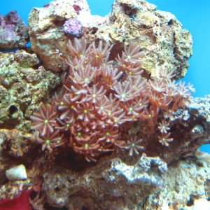 Daisy Clove Polyps