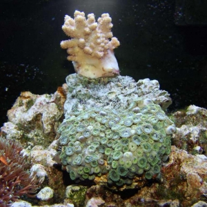 4-zoa-_-soft-coral