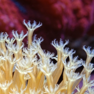 Toadstool leather closeup