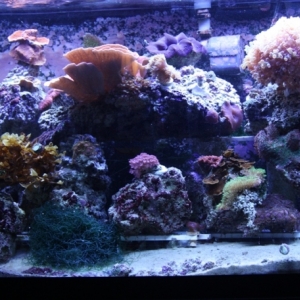 46 gallon bowfront