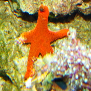 starfish2