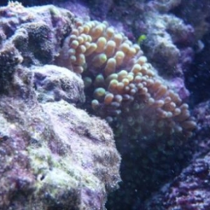 New corals