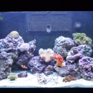 More of my corals