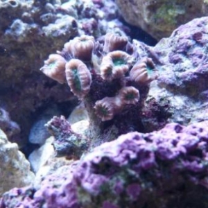 More of my corals