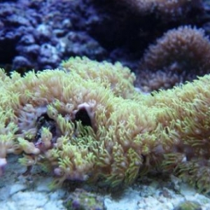 More of my corals