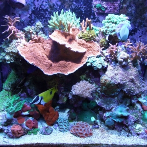 FTS Reefmack RSM