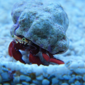 Red Legged Hermit