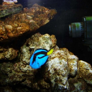 2-blue-tang