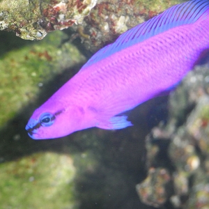 Orchid Dottyback