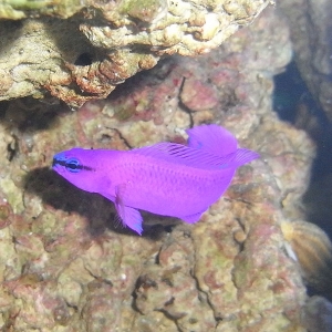 Orchid Dottyback