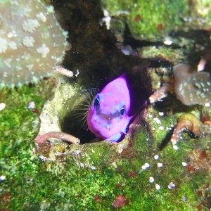 Orchid Dottyback