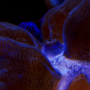 Purple Tridacna Crocea