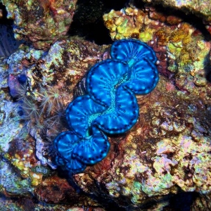 Maxima Clam