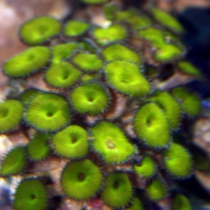 Nuclear green polyps