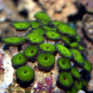 Nuclear green polyps