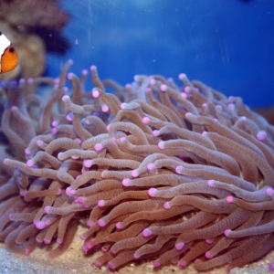 Pinktip plate coral