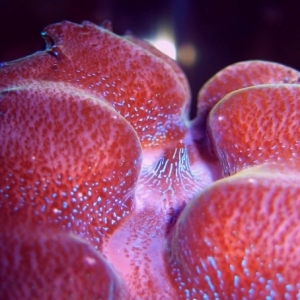 clamcontestb-1_1_