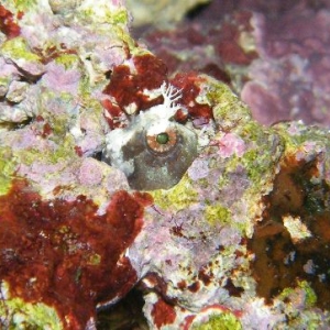 Algea Blenny Moonlight Colour