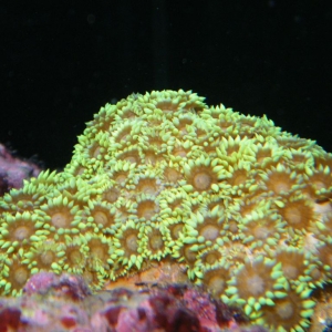 New Corals