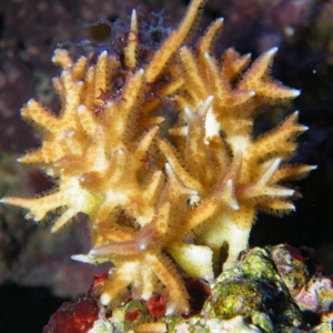 New Corals
