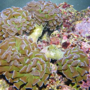 New Corals