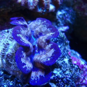 clam