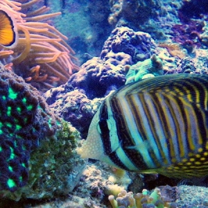 desjardinli salfin tang