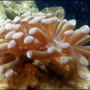 green hammer coral