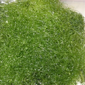 Chaeto Macro Algae for Sale