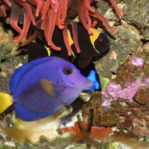 Purple tang, Hippo Tang and RBT