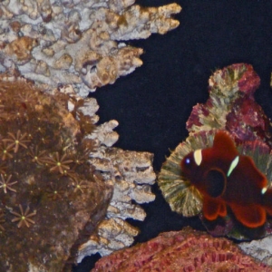 Clownfish Goby and new Daisy Coral