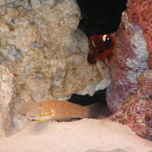 Clownfish Goby and new Daisy Coral