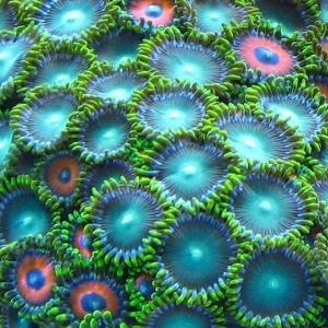 green_zoas