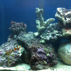 Live Rock Aquascape