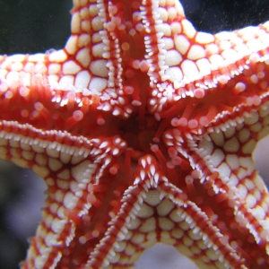 starfish1029091
