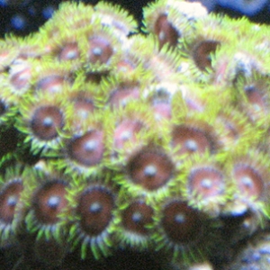 Zoas