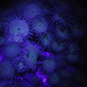 Black Light Zoanthid Colony