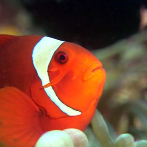 Premnas biaculeatus - Spinecheek anemonefish