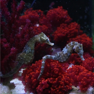 Seahorses