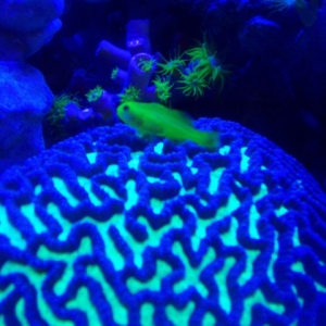 goby_on_brain