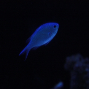 Green Chromis... under actinic light.