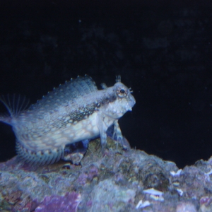 Lawnmower Blenny... With some work to do in the background.