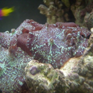 Mushroom Coral (Anenome)